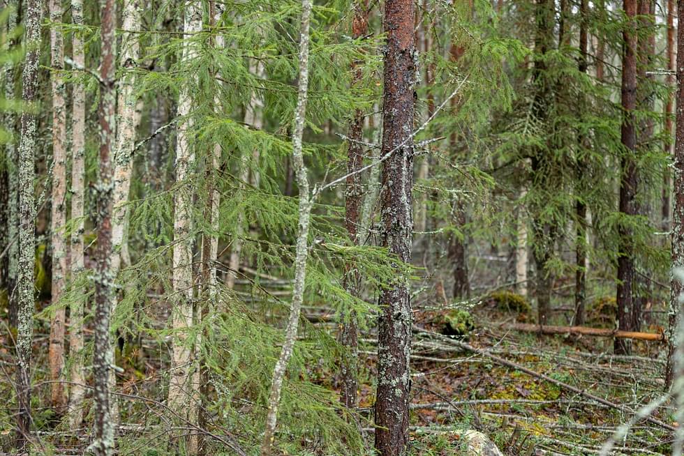 Kontiolahden seurakunnan metsät kuuluvat FSC-setrifikaattiin, Joensuun seurakuntayhtymän metsät puolestaan saivat PEFC-sertifikaatin vuonna 2005. Arkistokuva.