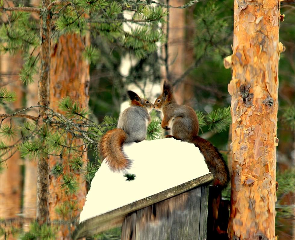 Oravilla on kevättä rinnassa, uros on tuonut pöntön katolle petäjänoksan kerkän, kun kosii naarasta ja pussailee.
