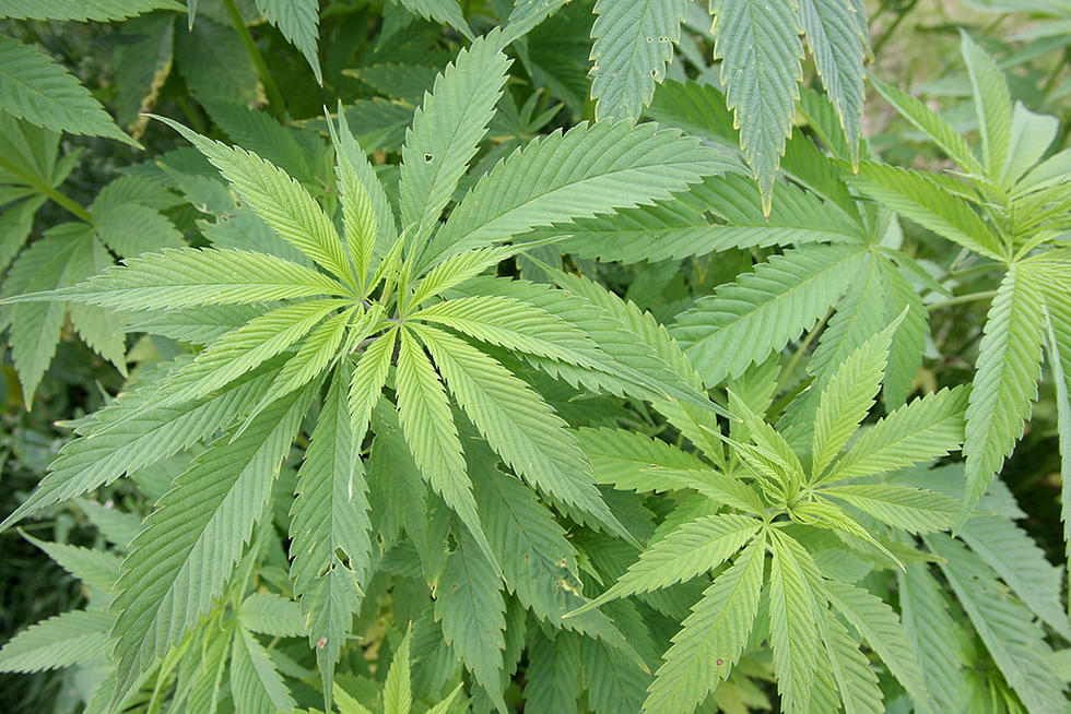 Kannabis on yksi Pohjois-Karjalassa yleisimmin esiintyvistä huumeista. Kuvituskuva.