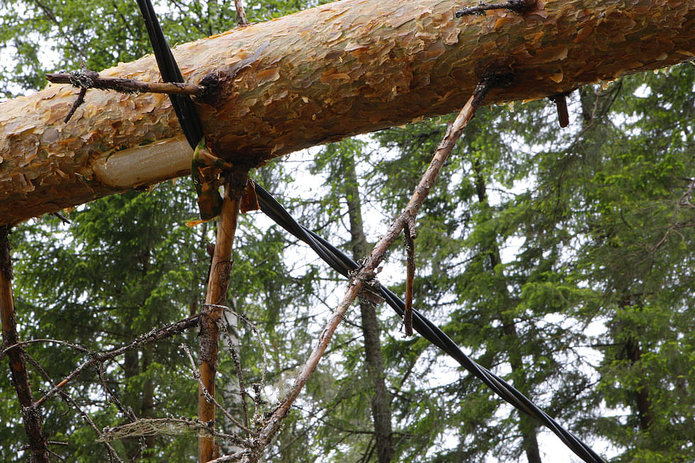Teyrisaaressa linjalle kaatunut puu aiheutti pisimmän sähkövian. Arkistokuva.