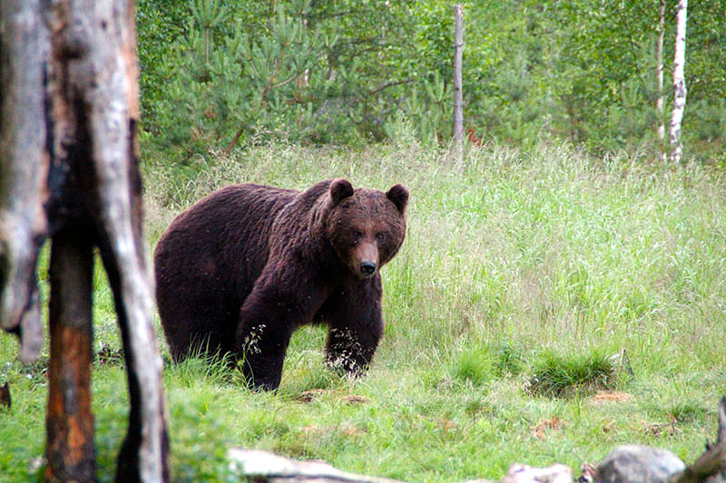 Karhunmetsästys alkoi viime viikon sunnuntaina. Kuvituskuva.