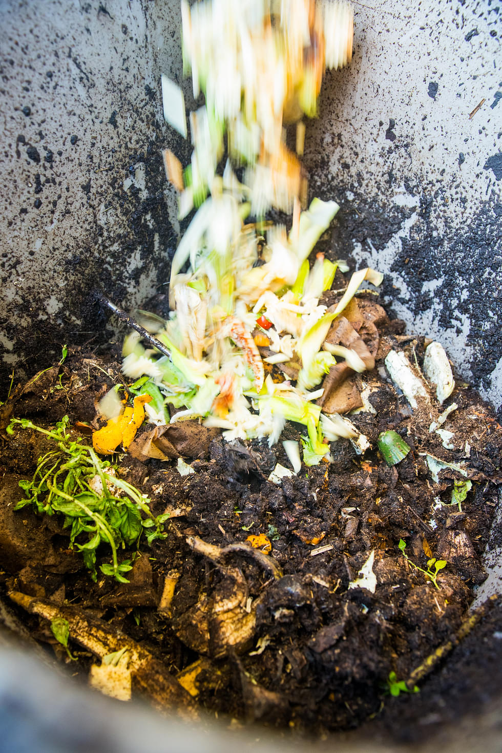 Biojätteet kompostoituvat mullaksi.