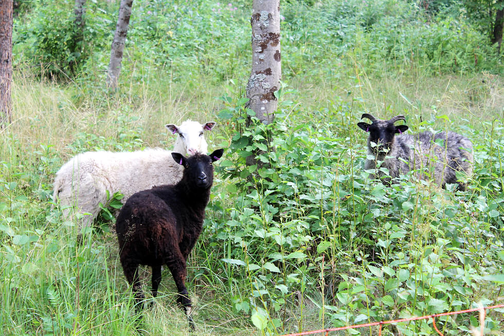 Kiviniemen tilalle vuokrataan ensi kesäksi lampaita hoitamaan maisemaa ja ilahduttamaan matkailijoita.