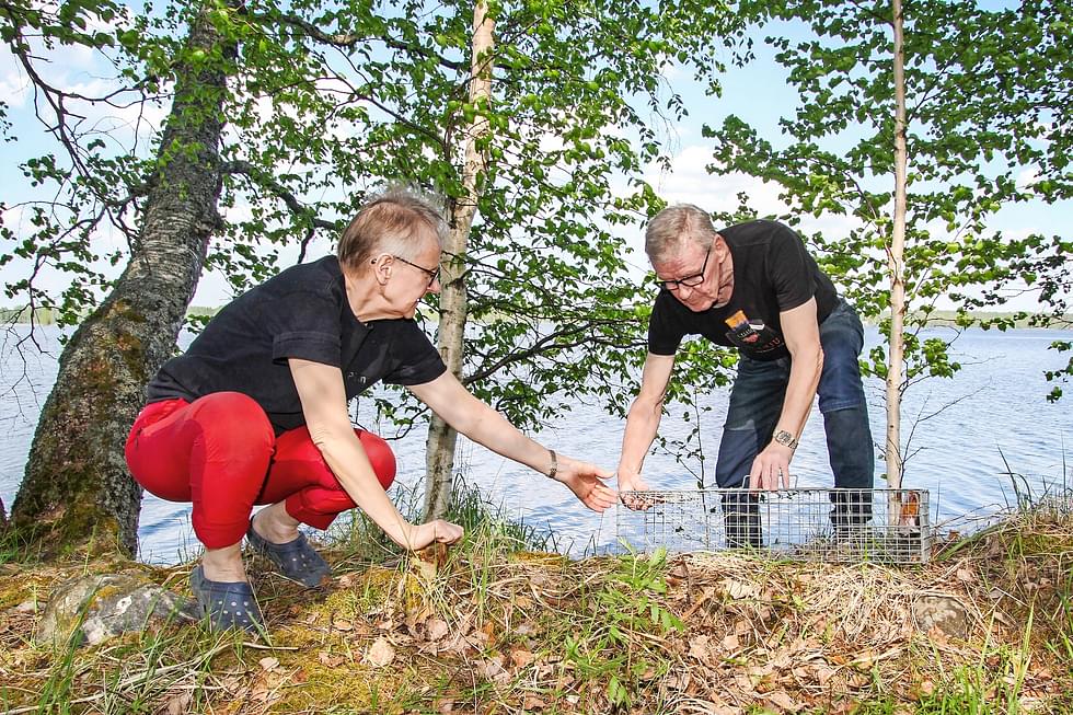 Inkeri ja Osmo Hattunen alkoivat loukuttaa minkkejä muutama vuosi sitten. Erityisesti mökkirannasta tuhottu sorsan pesä aktivoi loukutusta.
