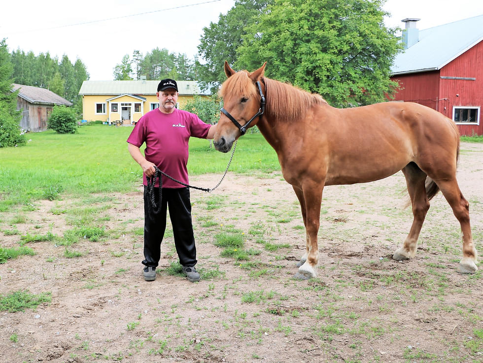 Rautjärveläisen Jouni Hinkkasen hevonen M.A. Piste on osallistunut parina viime vuonna Kuninkuusraveihin.