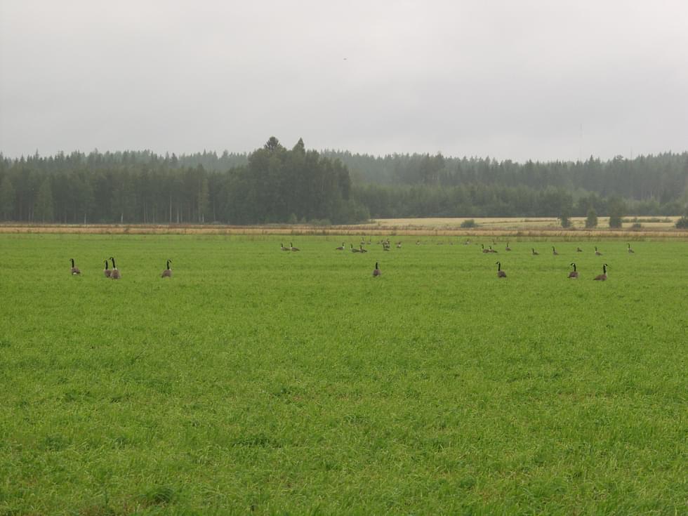 Kanadanhanhia saa metsästää 10.8.-20.8. vain määrätyiltä peltoaukeilta.