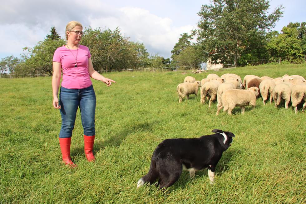 Helena antaa ohjeita lammaslaumaa ohjailevalle Sidille. 