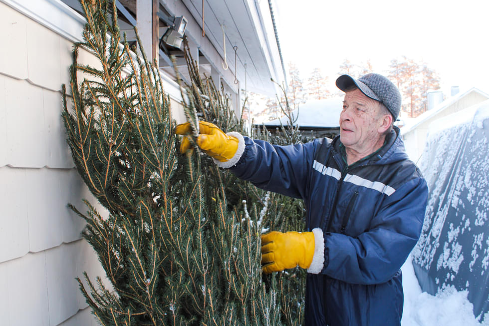 Koppelon kylällä kasvaneet joulupuut Paavo Lipponen paketoi kuljetusverkkoon. Kukkakaupan pihassa kuusi pääsee jälleen oikomaan oksiaan.