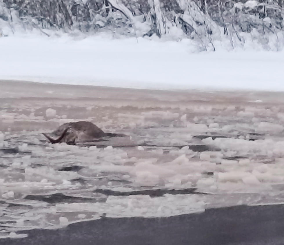 Haapajärven Haapasalmessa etsintäpartiota odotti surullinen näky. Koiran ja hirven jäljet päättyivät avantoon. Laajalta alalta jää oli särkynyt ja hirven ruho kellui virran suulla.