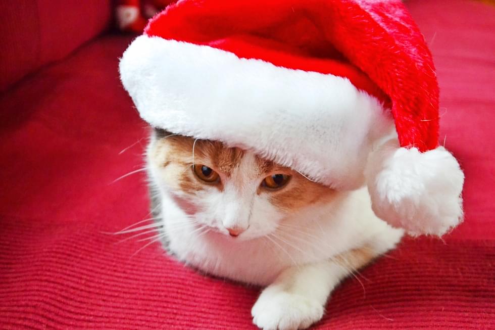 Joulutarina kertoo kissojen joulunvietosta.