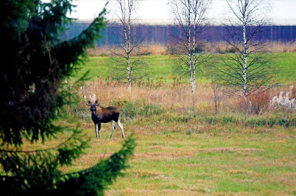 Hirvijahti päättyi sunnuntaina. Kuvan hirvi tallentui kameraan Salmenkylässä syksyllä 2017.