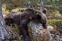 Karhujahtiin myönnettiin poikkeusluvat – Metsälle pääsy ei kuitenkaan ole varmaa