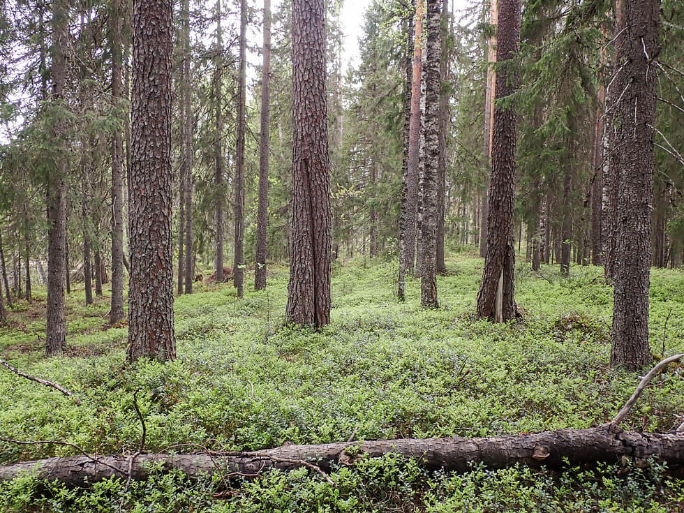 Joni-Matti Kusminin ja muiden adressin laatijoiden huolena on, että kuvan kaltainen metsä pilataan hakkuilla. Kuva on Peurajärveltä.
