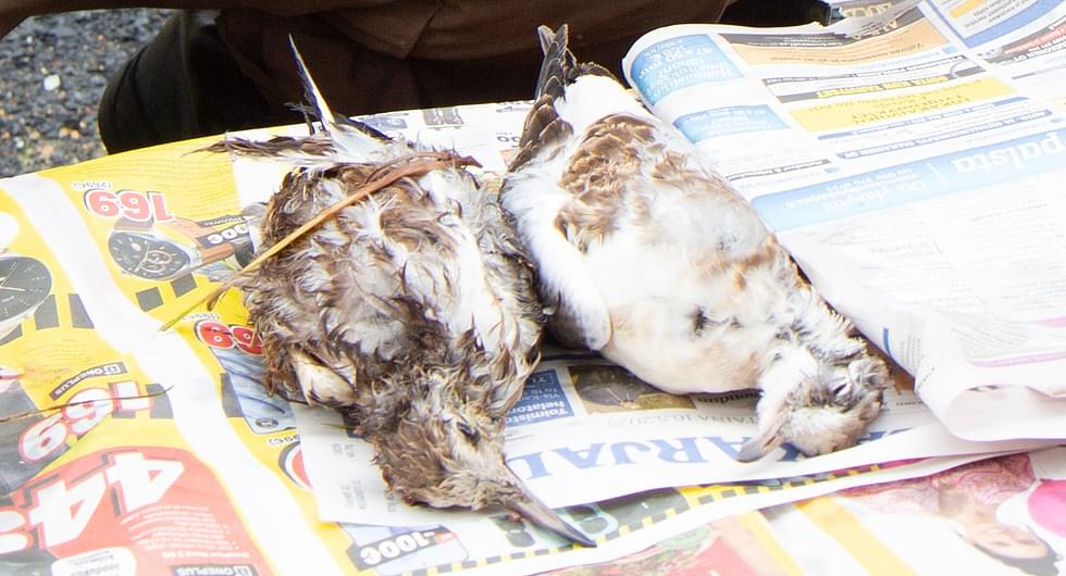 Valtimon lokit lähetettiin ohjeistuksen mukaisesti pikana Ouluun, mutta kesäkelillä näyte oli ehtinyt osittain pilaantua neljän matkapäivän aikana. Ruokavirastolla pohditaankin tutkija Marja Isomursun mukaan näytteiden lähetystavan ja -ohjeen päivitystä.