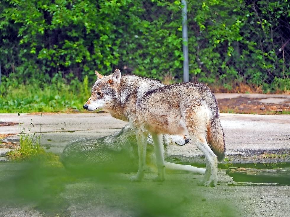 Kuvituskuva. Kuvan susi on kuvattu Ähtärin eläintarhassa vuonna 2018.