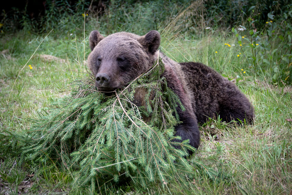 Karhunmetsästyksen oikeudellisia perusteita on selvitetty.
