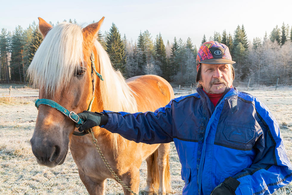 Veijo Lipponen on ohjastanut suomenhevosia 30 vuotta. Nykyään hän käy vain kesäraveissa.