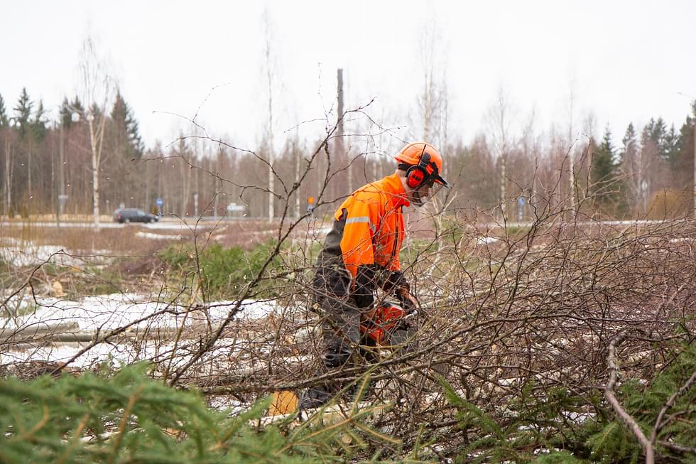 Metsuri Mikko Pehkonen raivasi puita ja risuja tontilta perjantaina.