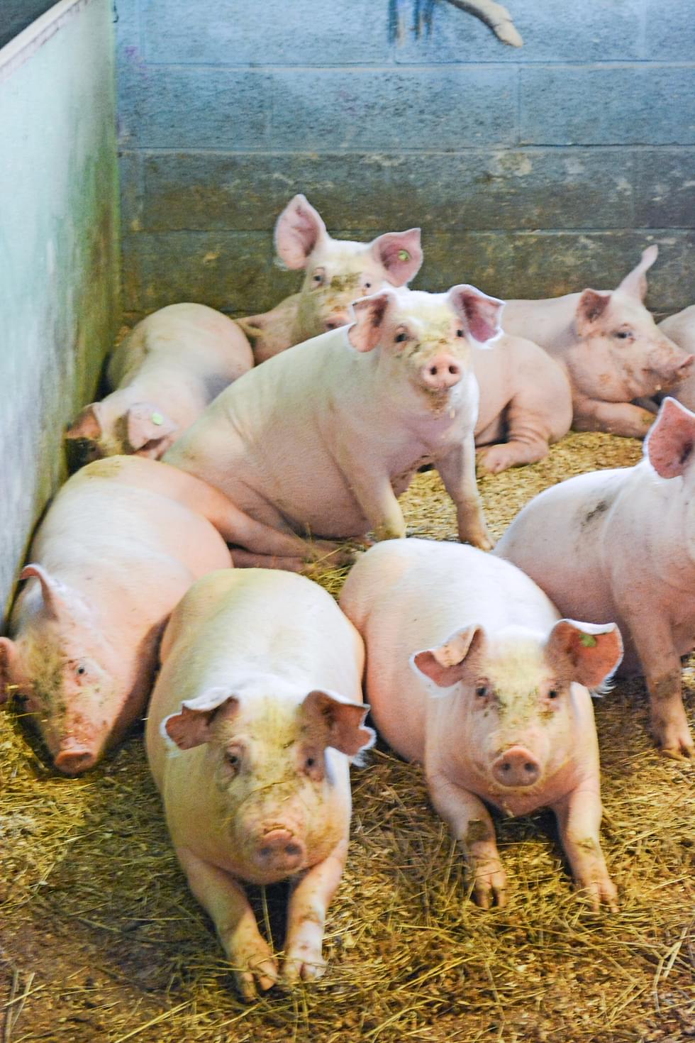 MTK Pohjois-Karjala korostaa suomalaisen sianlihatuotannon vastuullisuutta verrattuna ulkomaiseen tuotantoon.