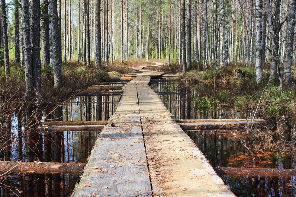Leveät ja vakaat pitkospuut johdattelevat kulkijan Sivakasta Hiidenportin kansallispuistoon. 