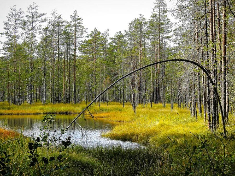 Tiilikkajärven kansallispuisto on yksi Suomenneljästäkymmenestä kansallispuistosta.